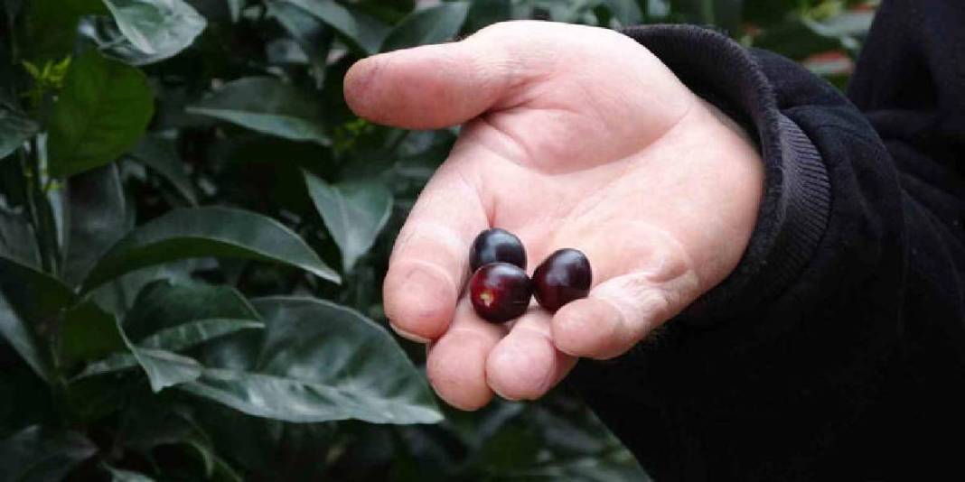 Mevsiminden 3 ay erken meyve verdi: Tadının güzelliği daha da şaşırttı 4